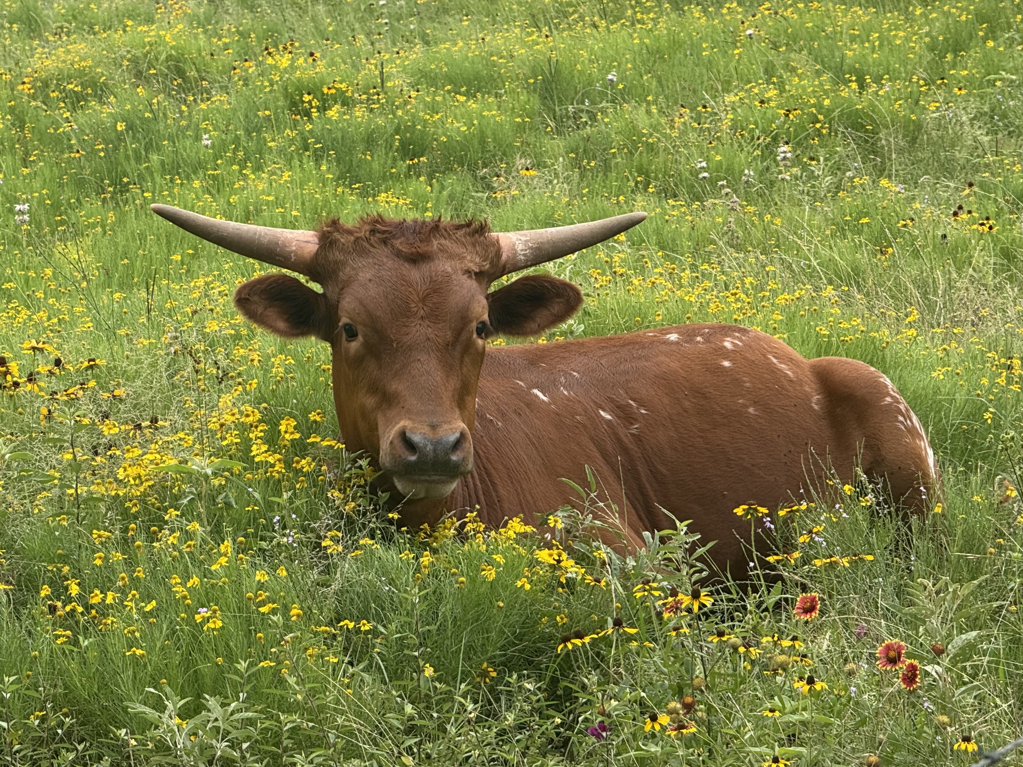 Female longhorn