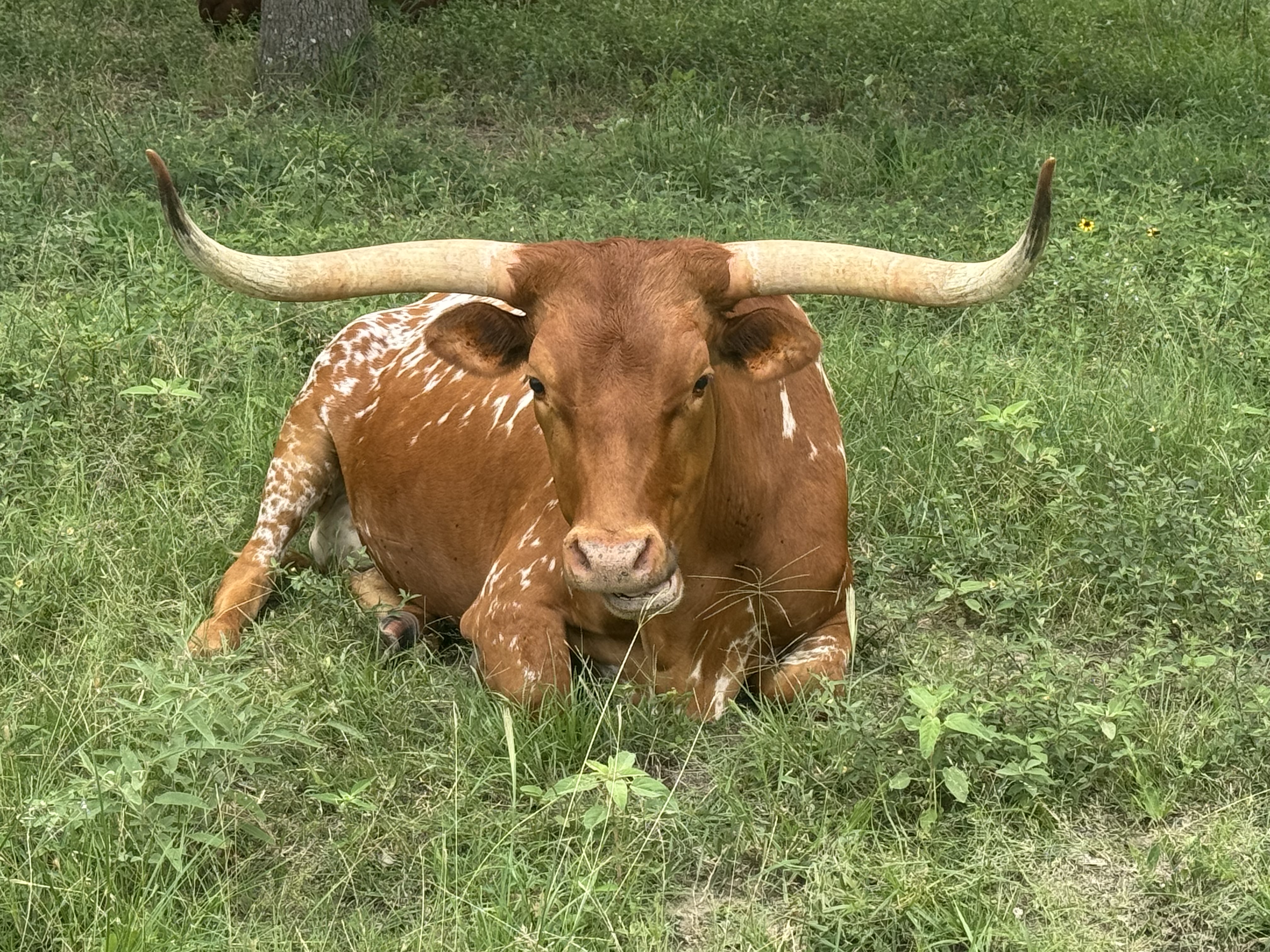 Male longhorn