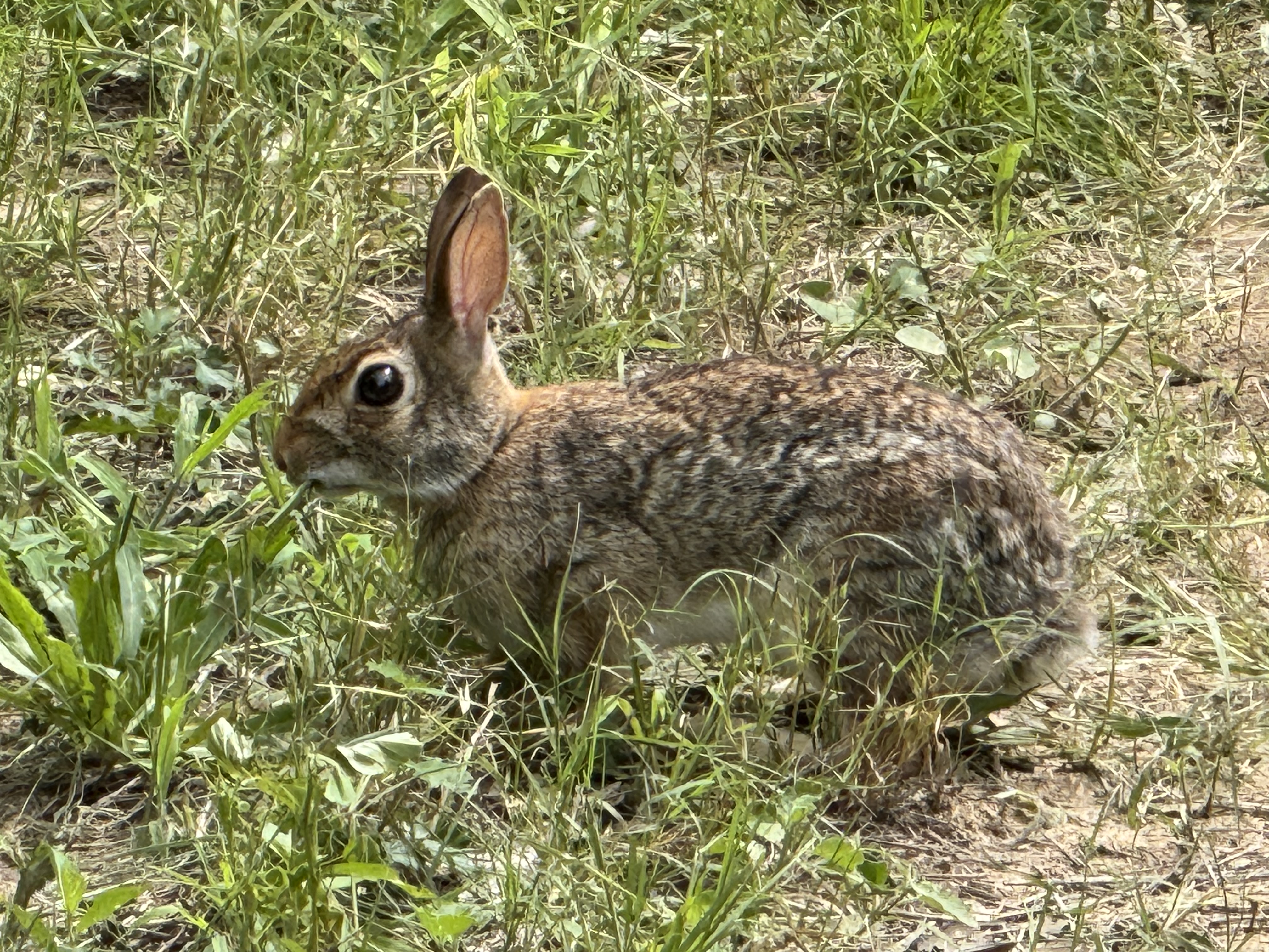 Cottontail